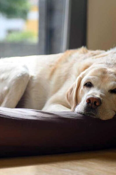 Wat kun jij doen om de slaap van jouw oudere hond te verbeteren?